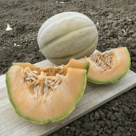 Tuscany Melon Seeds Urban Farmer