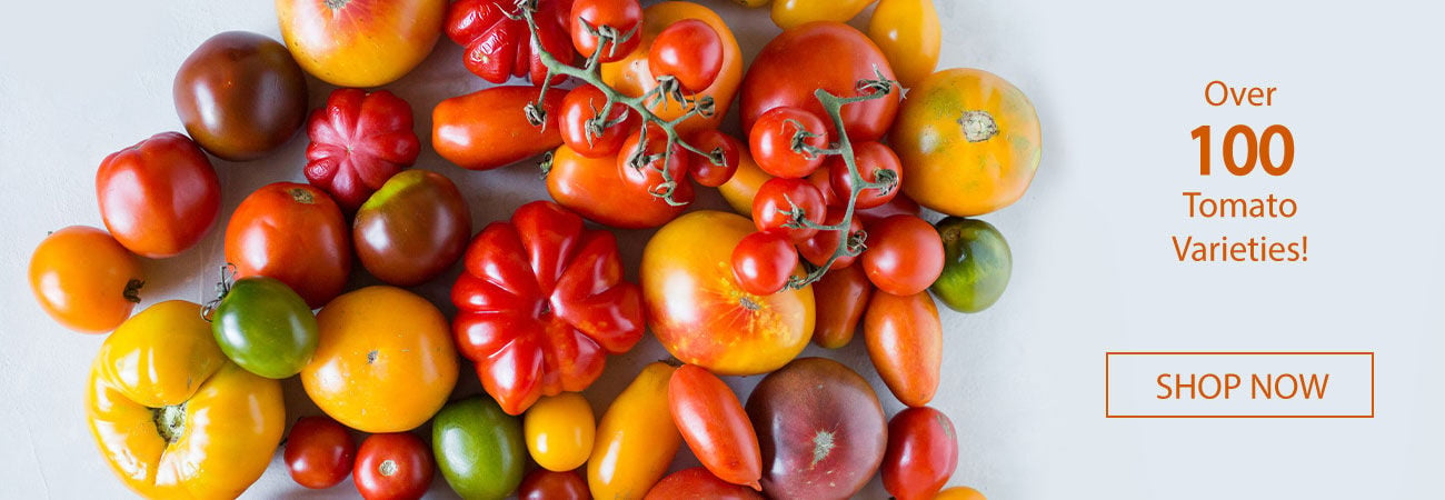 Tomato Seeds