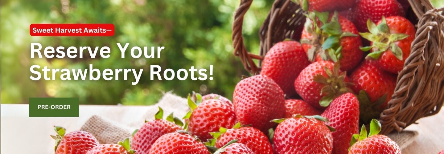 Strawberry Plants