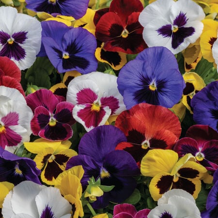 Blotch Mix Spring Grandio, (F1) Pansy Seeds - Packet image number null