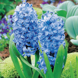Delfts Blue, Hyacinth Bulbs