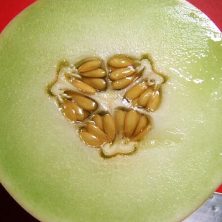 Honey Dew Melon