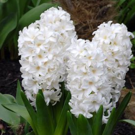 White Pearl, Cut Flowers