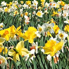 Long Lasting, Daffodil Bulbs