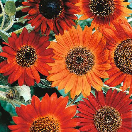 Earthwalker, Sunflower Seeds | Urban Farmer