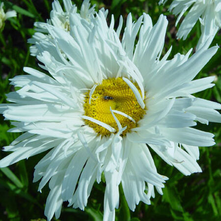 Crazy, Daisy Seeds - 250 Seeds image number null