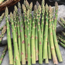Asparagus Seeds & Roots | Urban Farmer