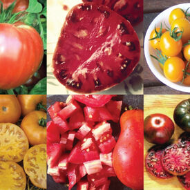 https://www.ufseeds.com/dw/image/v2/BFKV_PRD/on/demandware.static/-/Sites-master-urbanfarmer/default/dw4c587547/images/products/Best-Tasting-Tomatoes-Collection.jpg?sw=275&sh=275