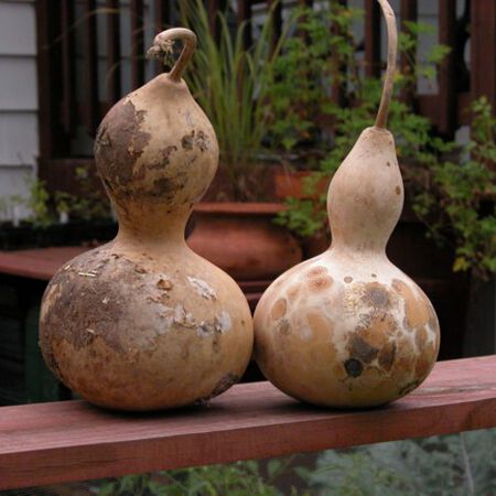 Birdhouse, Gourd Seeds - 1/4 Pound image number null