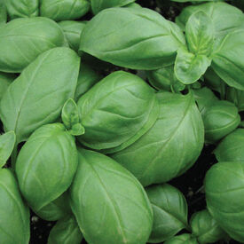 Aroma 2, Organic Basil Seeds