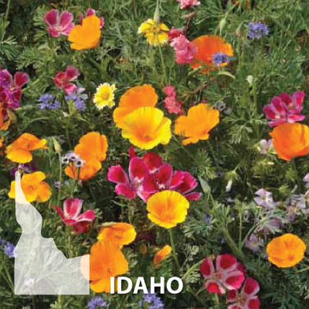 Idaho Blend, Wildflower Seed - 1 Ounce image number null