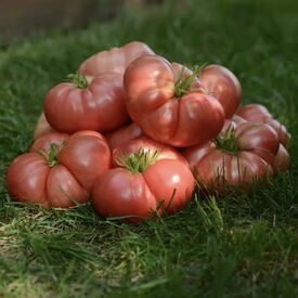 Burpee 25 Non-GMO Seeds Home Garden Beefsteak Slicing Variety | Large Red  Fresh Indeterminate Tomato Plant, 35, Brandy Boy Hybrid