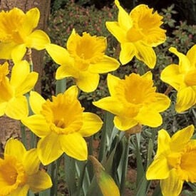 Dutch Master, Daffodil Bulbs