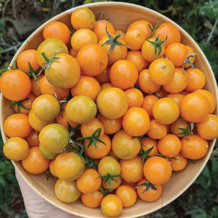 Honey Drop, Tomato Seeds image number null