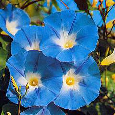 Heavenly Blue, Ipomoea Seeds image number null