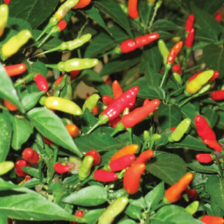 Tabasco, Pepper Seeds - Packet image number null