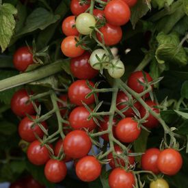 Darkstar Hybrid Tomato