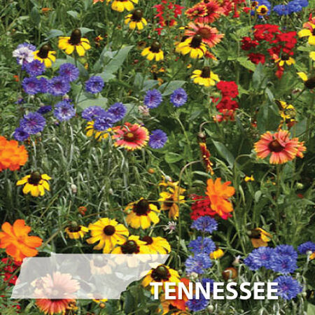 Download Tennessee Blend Wildflower Seed Urban Farmer