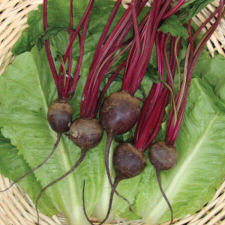 Detroit Dark Red, Beet Seeds - 5 Pounds image number null