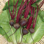 Detroit Dark Red, Beet Seeds - 5 Pounds thumbnail number null