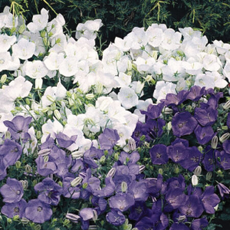 Carpatica Clip Mix, Campanula Seeds - 250 Seeds image number null