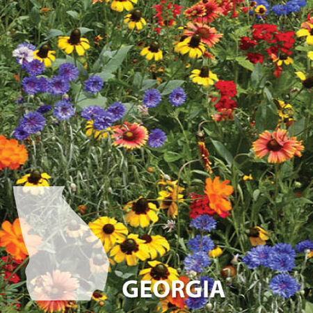 Georgia Blend Wildflower Seed Urban Farmer
