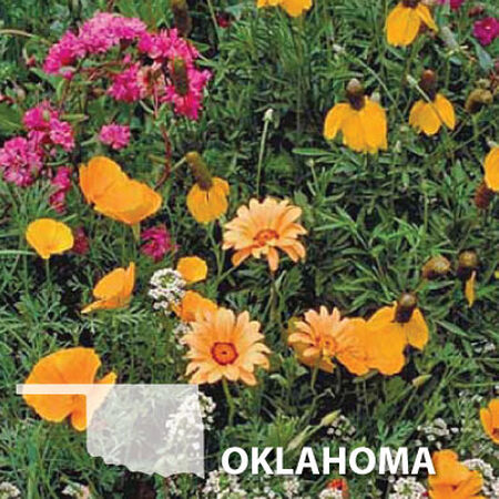 Oklahoma Blend, Wildflower Seed - 1 Ounce image number null