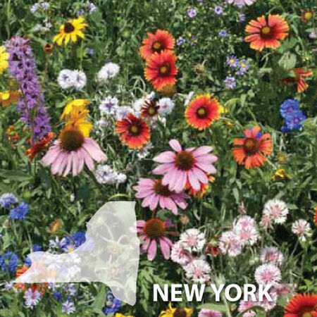 New York Blend, Wildflower Seed - 1 Ounce image number null
