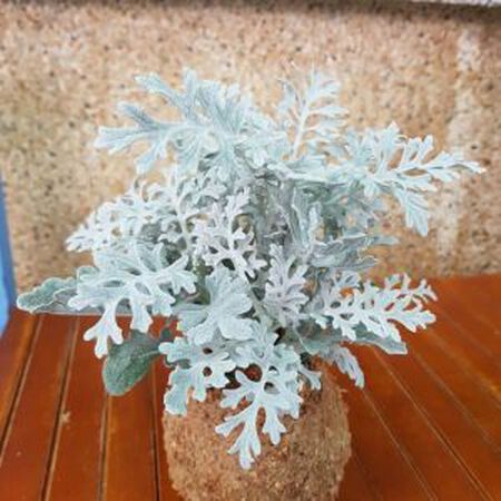 Silverdust, Dusty Miller - 250 Seeds image number null
