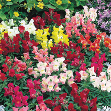 Floral Showers Mix, (F1) Snapdragon Seeds - Packet image number null