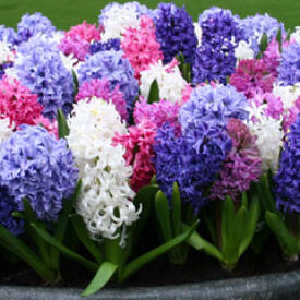 Color Mix, Hyacinth Bulbs