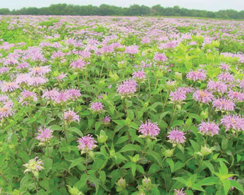 Image of Liatris and wild bergamot