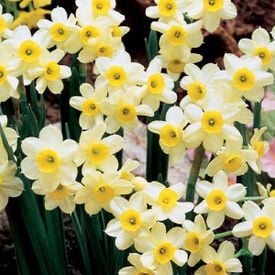 Minnow, Daffodil Bulbs
