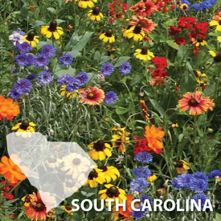South Carolina Blend, Wildflower Seed - 1 Ounce image number null