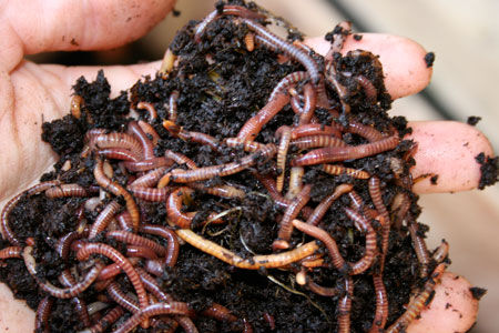 download red wiggler composting worms