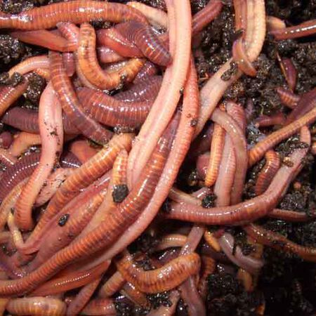 Giant Red Wiggler Worms, Farmer