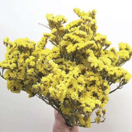 QIS Yellow, Statice Seeds - 25,000 Seeds image number null