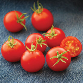 Pruden's Purple, Organic Tomato Seeds
