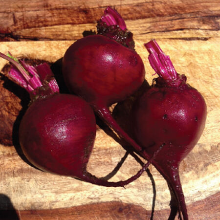 Detroit Dark Red, Beet Seeds - 5 Pounds image number null