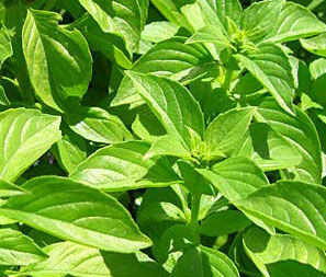 Lemon Basil Seeds Urban Farmer