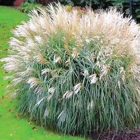 Early Hybrid, Miscanthus - 1,000 Seeds image number null