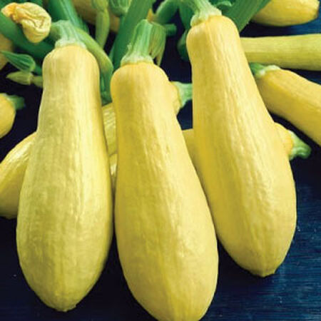 Early Prolific Straightneck, Squash Seeds - Packet image number null