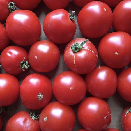 Tomato - Jet Star F1 Seeds