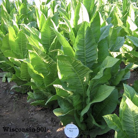 Wisconsin 901, Tobacco Seed | Urban Farmer