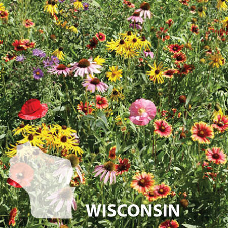 Wisconsin Wildflower Seeds - Wildflower Seed Mix