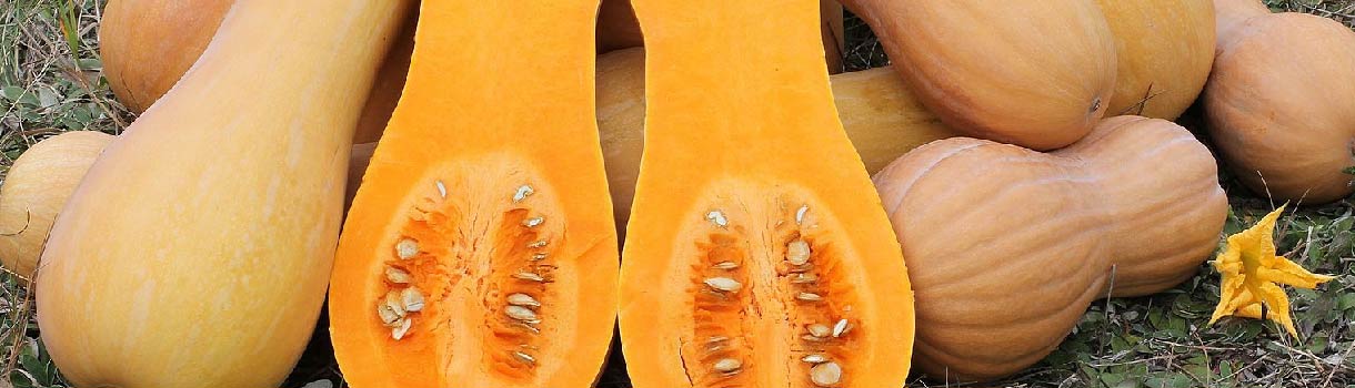 Butternut Squash Growing Guide: Plant Care Tips