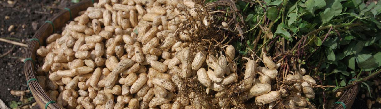 how do peanuts grow