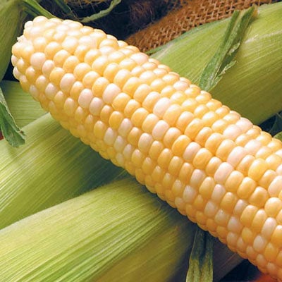 How to Grow and Harvest Sweetcorn