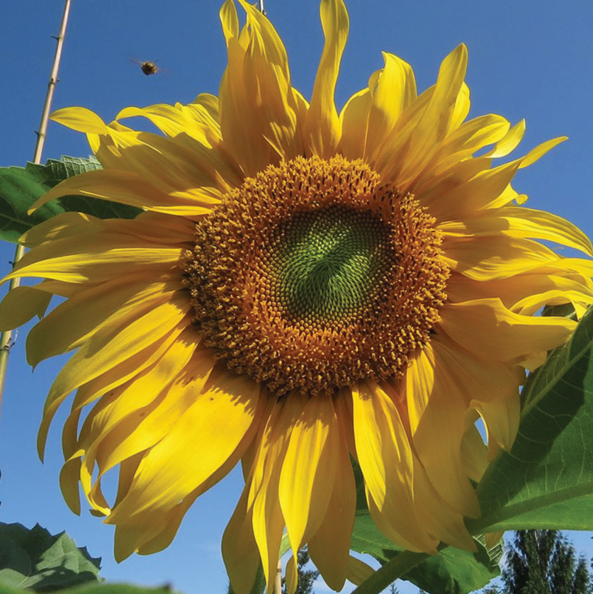 salt-n-roast-f1-sunflower-seeds-urban-farmer