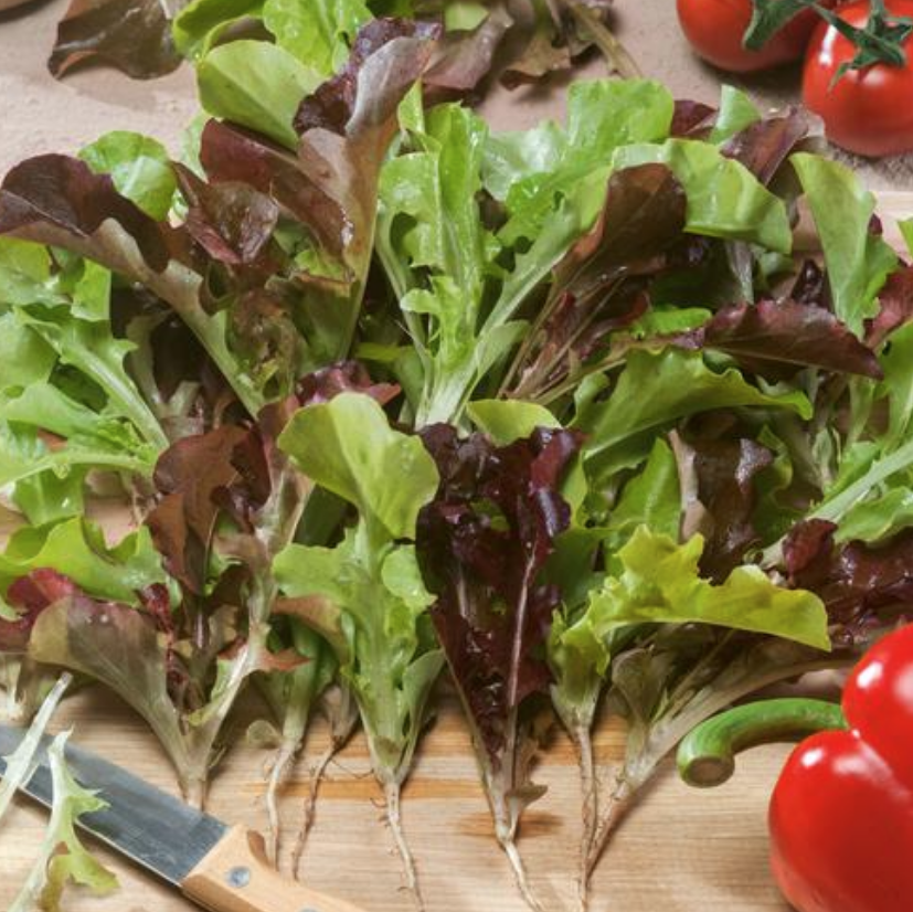 Bistro Blend, Lettuce Seeds | Urban Farmer